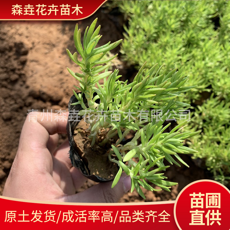 金叶佛甲草盆栽 耐寒旱植物四季常绿基地宿根黄金条屋顶绿化植物