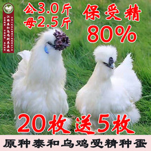 原种泰和乌鸡种蛋可孵化纯种江西白凤乌骨鸡黑肉竹丝鸡受精蛋包邮