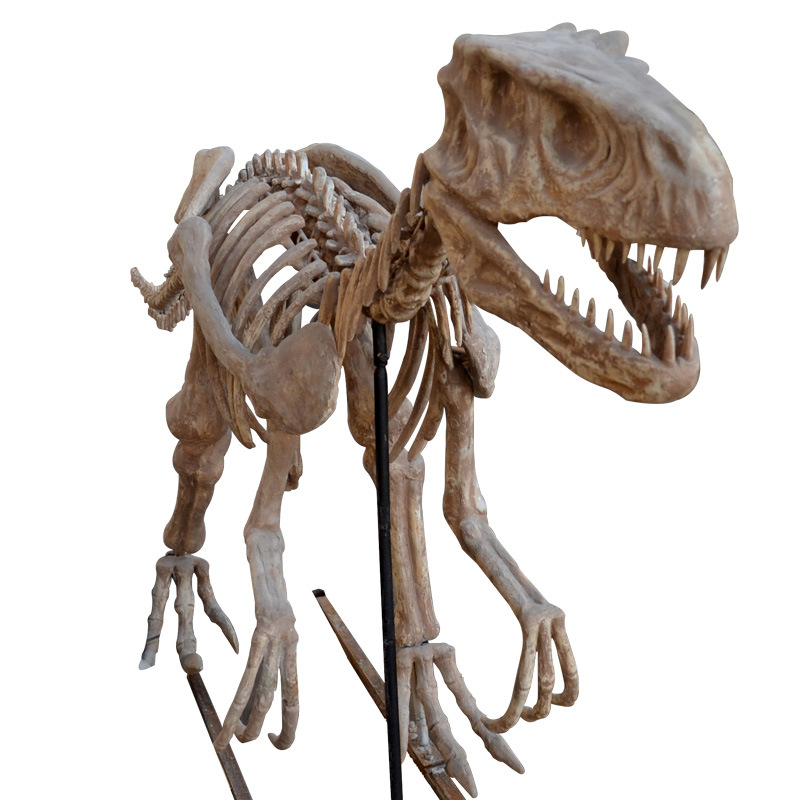 仿真恐龙骨架大化石模型迅猛龙教学摆件侏罗纪厂家直销博物馆展览