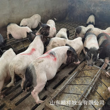 巴马香猪养殖基地 30斤母猪苗价格 陆川猪幼崽出售 太湖母猪
