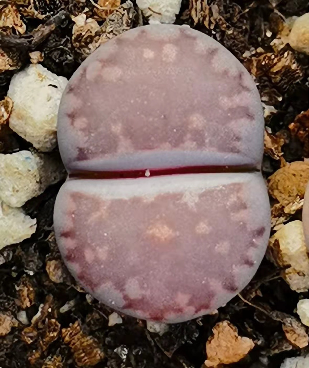 基地大棚直供多肉植物生石花紫福来玉双头母本花卉绿植园艺小盆栽