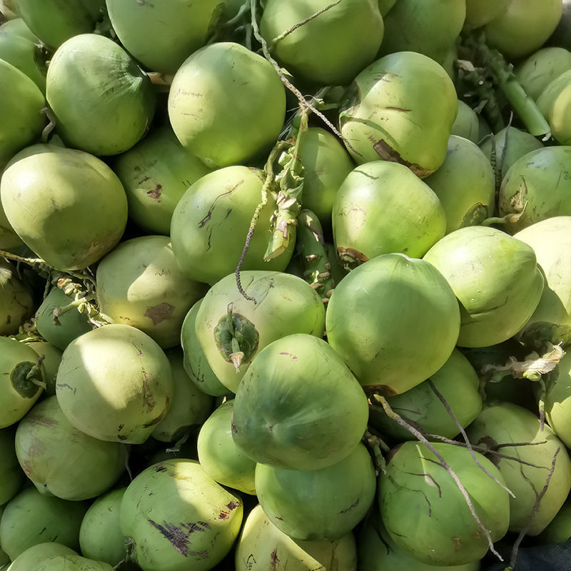 海南新鲜现摘6带皮大椰青孕妇补羊水椰子水果椰汁青椰鲜耶子