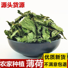 新鲜薄荷叶产地2023年新货薄荷叶茶 手工采摘花草茶薄荷叶茶