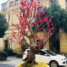 带花苞梅花盆栽红梅腊梅老桩浓香庭院耐寒植物四季海棠室内外花卉