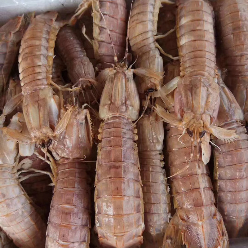 皮皮虾 冰鲜冷冻皮皮虾鲜活熟冻特大家用商用虾姑海鲜新鲜