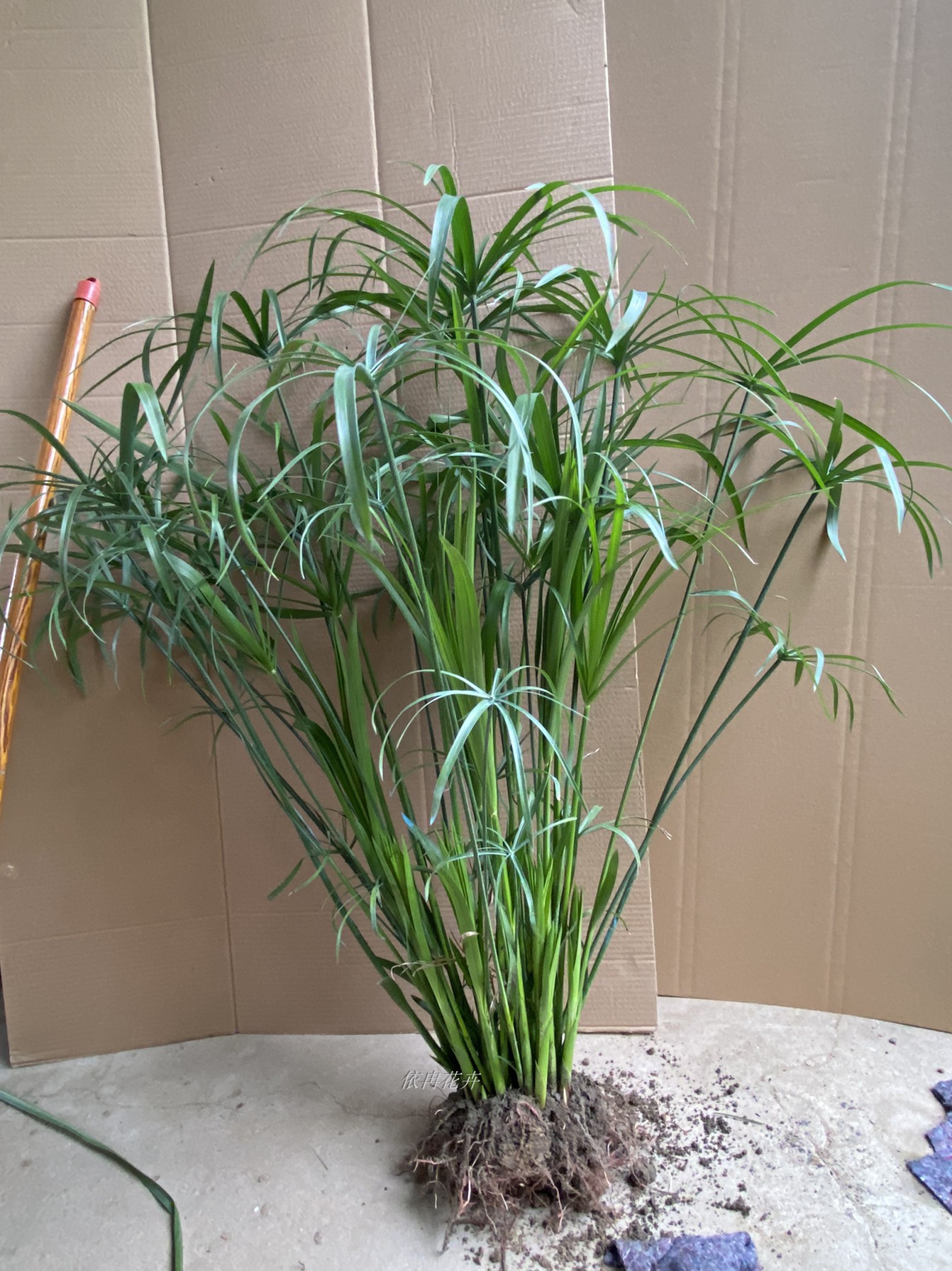 水生水培植物龟水竹盆栽水棕竹鱼缸水池塘造景 旱伞草风车草苗批