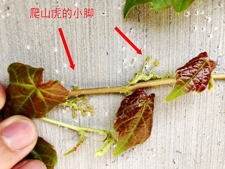 爬山虎苗 爬墙 五叶地锦苗 三叶爬山虎 大苗红叶攀援爬藤植物种子