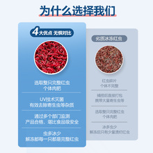 新鲜冷冻一斤一板营养冷冻红虫血虫赤虫冰冻鱼粮红线虫罗汉七彩鱼