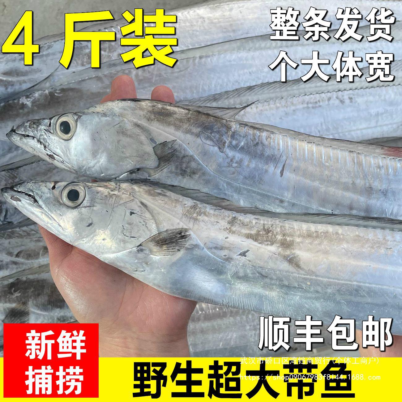 油带鱼段无大刀鱼带鱼新鲜冻黄海整条鲜活海鲜水产冰冷连云港