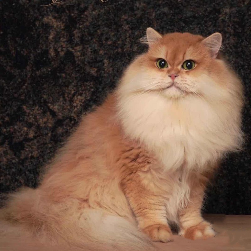 纯种金渐层长毛金渐层猫11色渐层猫12色渐层猫金渐层幼猫活物