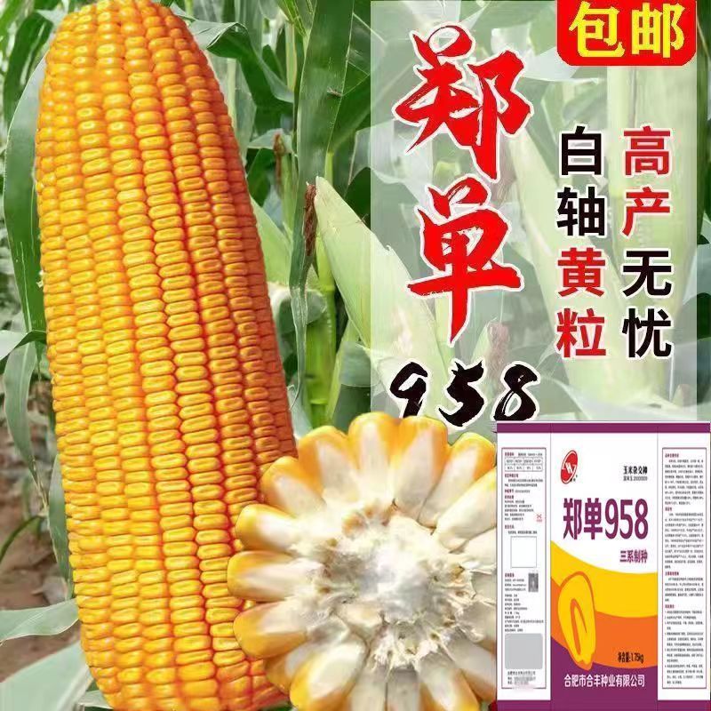 国审大棒玉米种子大全郑单958农科院新品培植高产高抗包谷种矮杆