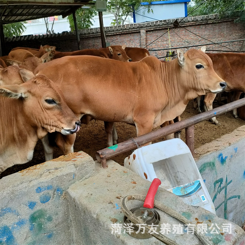 肉牛苗 架子牛 鲁西黄牛 小牛犊价格 鲁西黄牛活体出售-阿里巴巴
