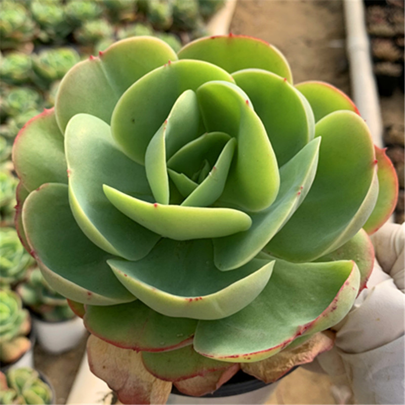 批发鸡蛋碧桃桩奶油碧桃大单头10cm盆装花店摆摊多肉植物