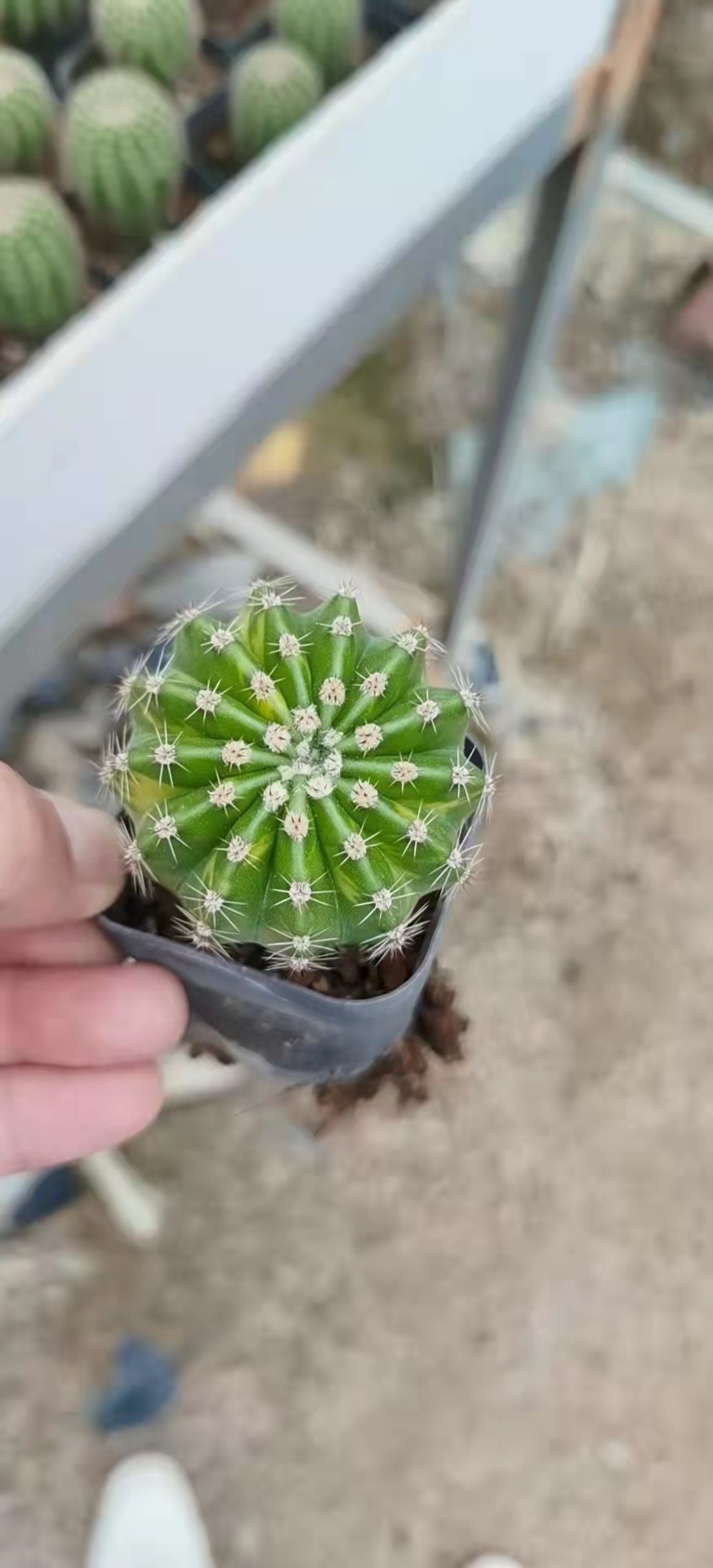 世界图锦仙人球自然锦88盆一件开花短刺仙人掌植物好养活