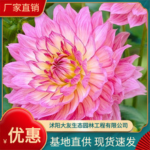 苗大丽菊花 室内地瓜花大丽花 庭院风信子盆栽百合花苗植物