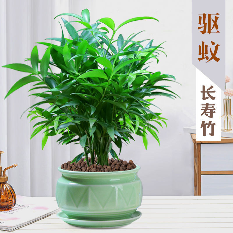 竹柏长寿竹竹子盆栽平安竹室内净化空气驱蚊植物水培懒人绿植花卉