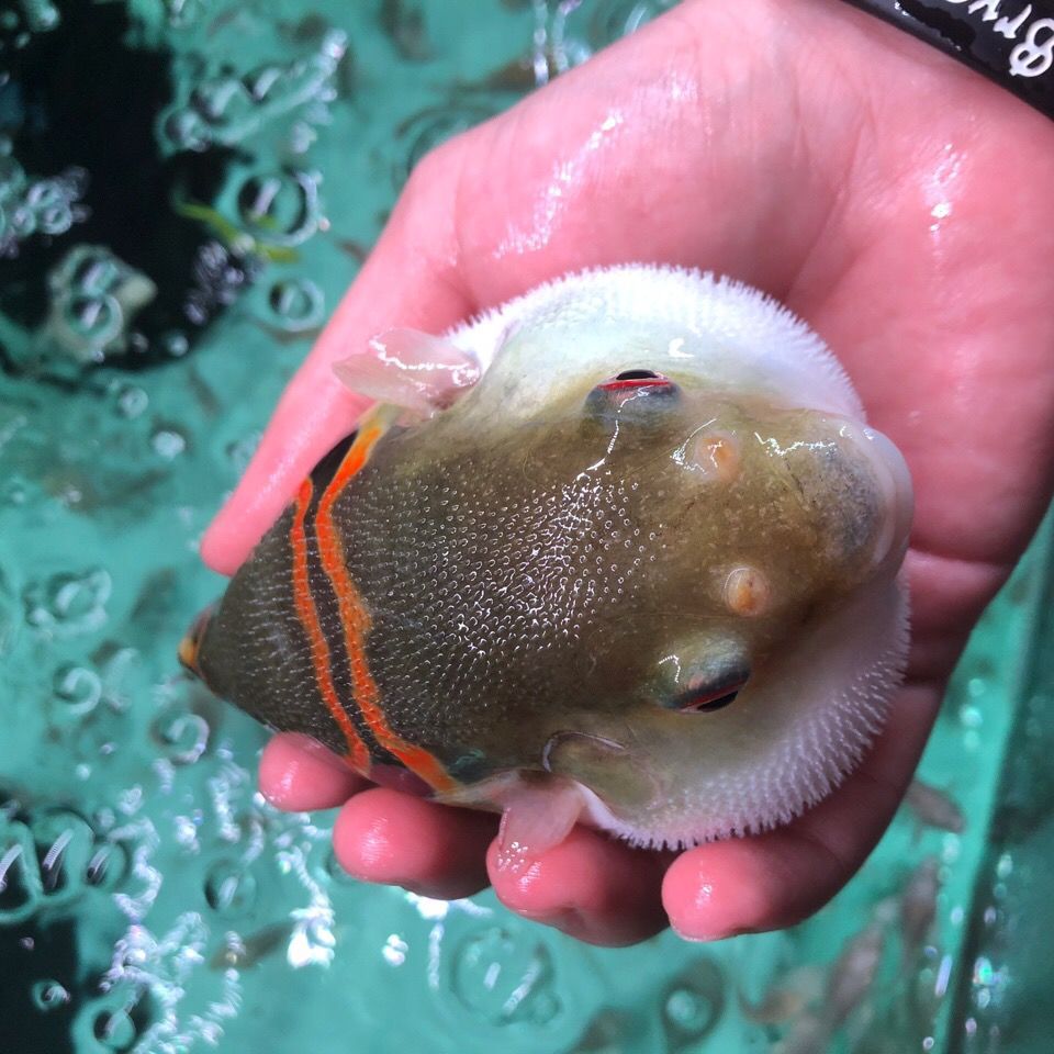 斑马狗头淡水弓斑河豚鱼麒麟毛毛巧克力潜水艇皇冠狗头红木瓜活体