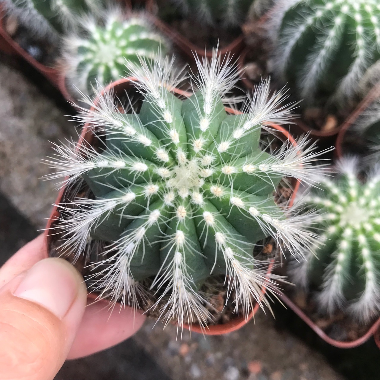 银光单头4-5厘米盆栽鲜花掌形仙人球多肉绿萝