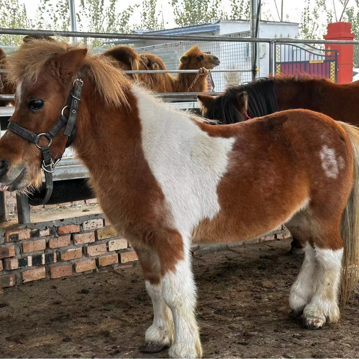小型儿童骑乘矮马活体活马小马驹景区骑乘观赏矮脚马活物宠物真马