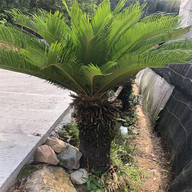 福建苏铁铁树四季常青 铁树 避火蕉庭院阳台室内绿植盆景苏铁苗