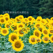 草花种子 油葵种子 矮向日葵 向日葵 观赏花卉 油葵籽 1件=