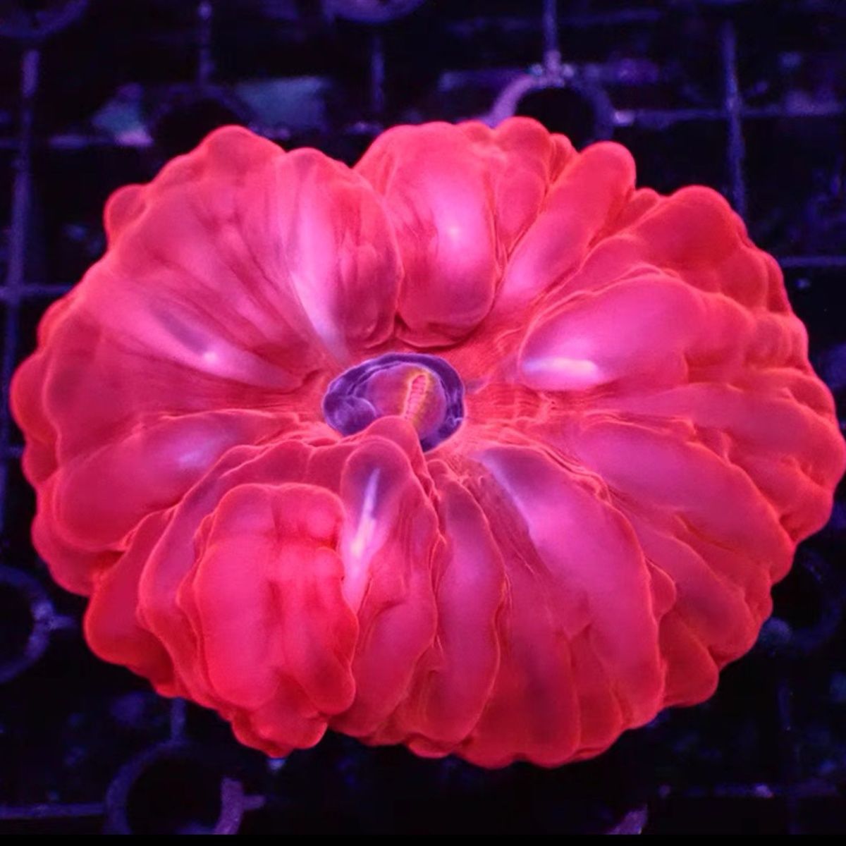 红水晶 绿水晶脑珊瑚 精品水晶脑lps海水活体珊瑚观赏鱼缸活体批