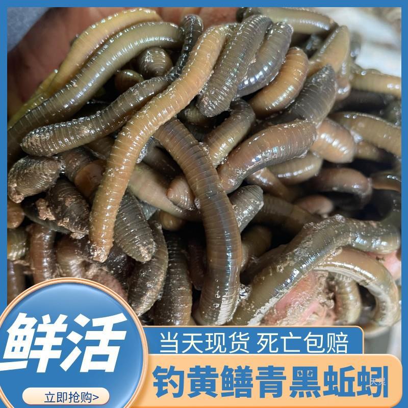 青蚯蚓黑蚯蚓活饵钓黄鳝诱饵鲜活土蚯蚓活体鳝鱼鱼饵宠物饵料蚯蚓