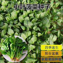 【菠菜种子】懒人阳台四季彩色浇水种植速生盆栽新品种芽苗菜