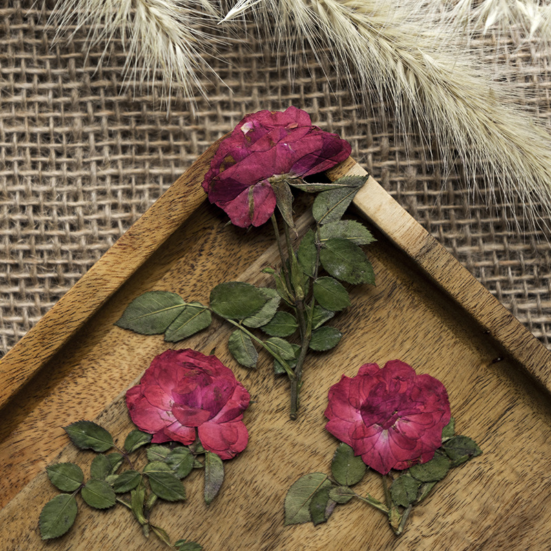 带枝玫瑰 真花干花押花压花画幼儿真花贴脸妆植物标本 滴胶手机壳