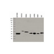 中杉金桥TA-03小鼠抗GST单克隆抗体Anti-GST mAb，0.1ml
