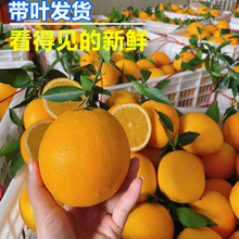 赣南脐橙10斤新鲜当季整箱水果江西赣州橙子大果孕妇现摘现发