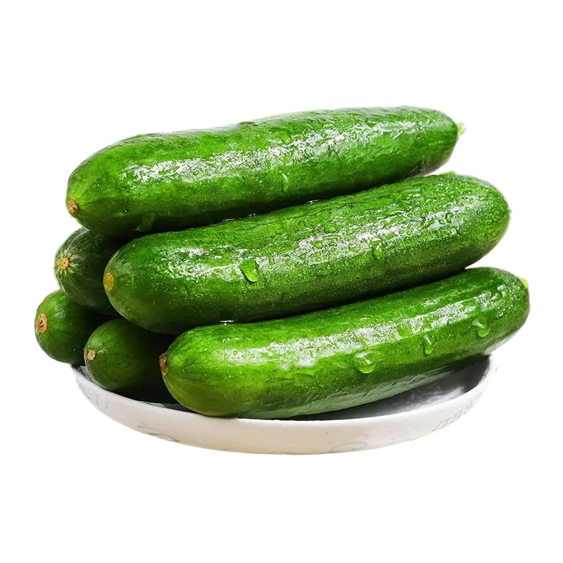 山东水果小黄瓜5斤装青瓜新鲜水果蔬菜健康轻食黄瓜一件代发-阿里巴巴