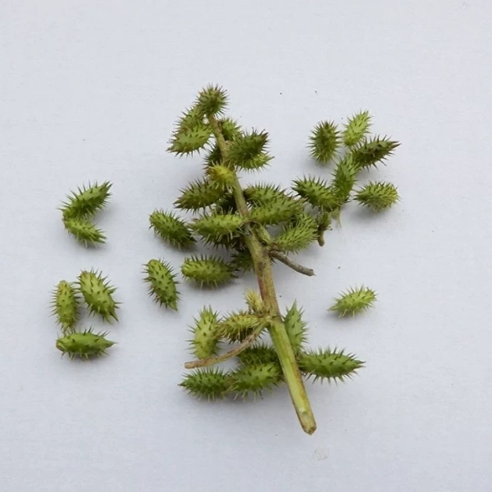 新鲜苍耳子 荆棘狗 老鼠愁 葈耳实 胡苍子羊咪咪果实500g包邮