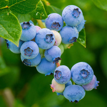 蓝莓树果苗蓝莓苗盆栽地栽果苗带大果南北方种植苗兔眼绿宝石果树