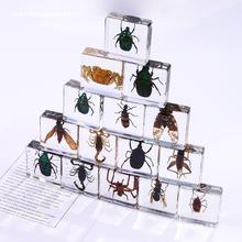跨境新品方形树脂昆虫书镇 学生教具动物标本琥珀工艺品摆件