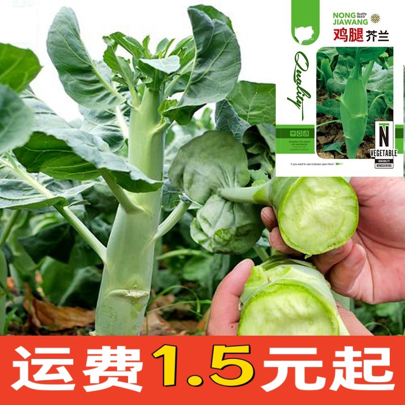 四季鸡腿芥蓝种子家庭园艺农家小院四季蔬菜瓜果种子一件代发