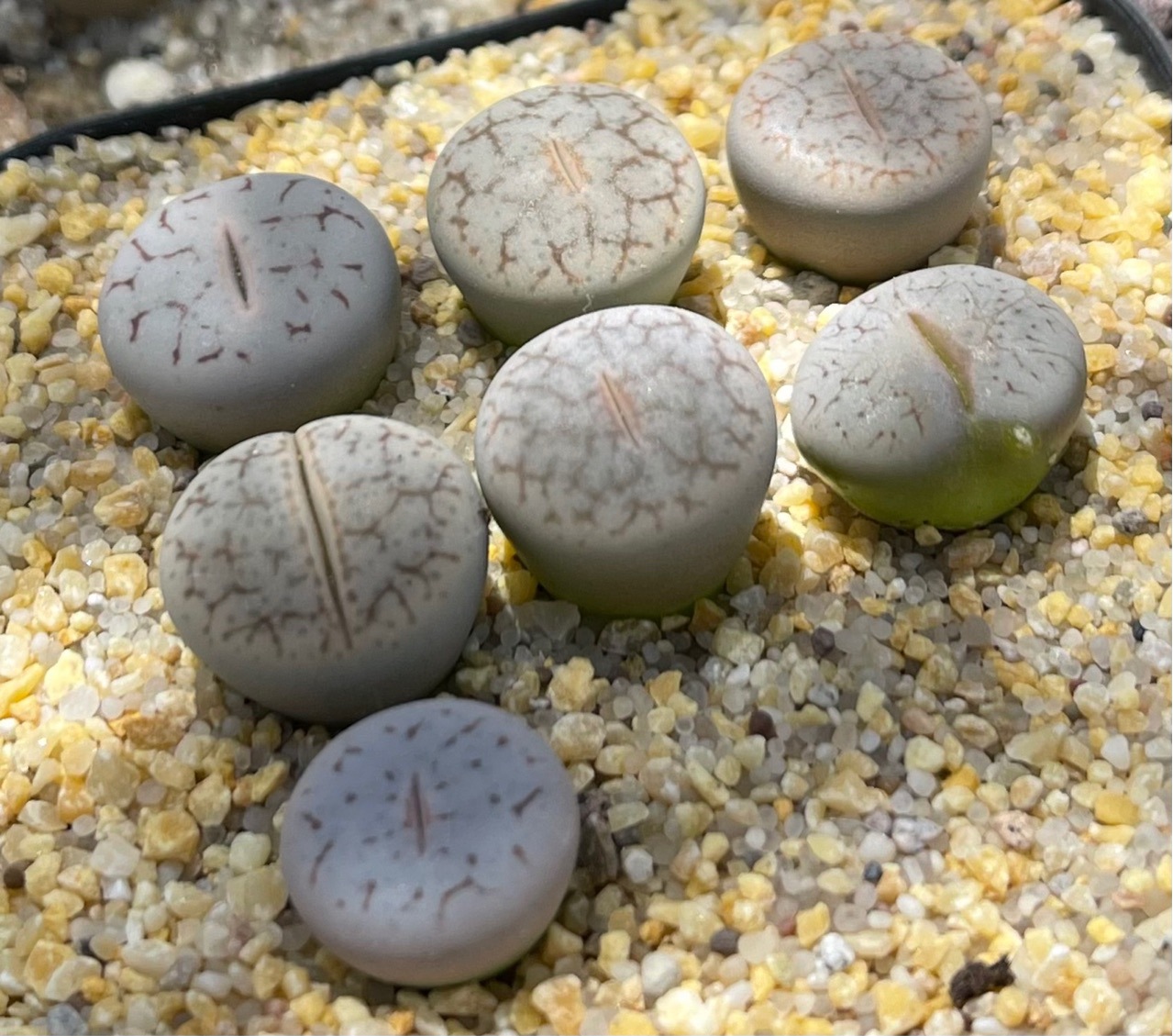 基地直发一件代发盆栽球形番杏科多肉植物生石花曲玉绿植盆栽园艺