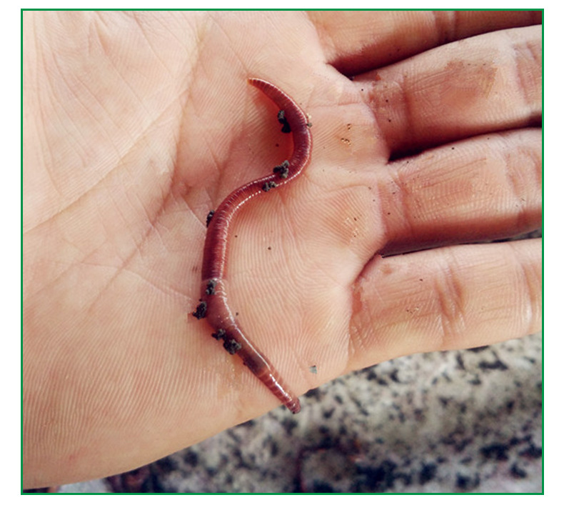 河北石家庄大平二号红蚯蚓种苗 鲜活蚯蚓存活发货