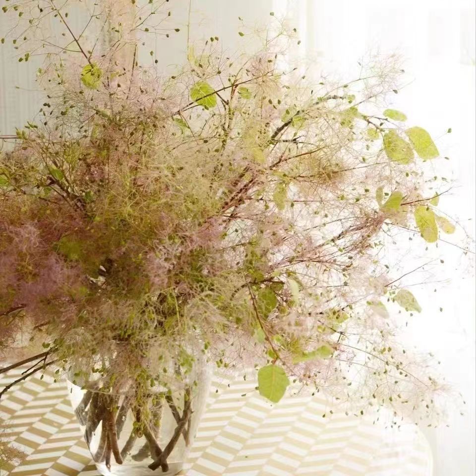 雾中情人黄栌雾中仙柔丝鲜花求婚花店花材水养鲜切花婚庆花束批发