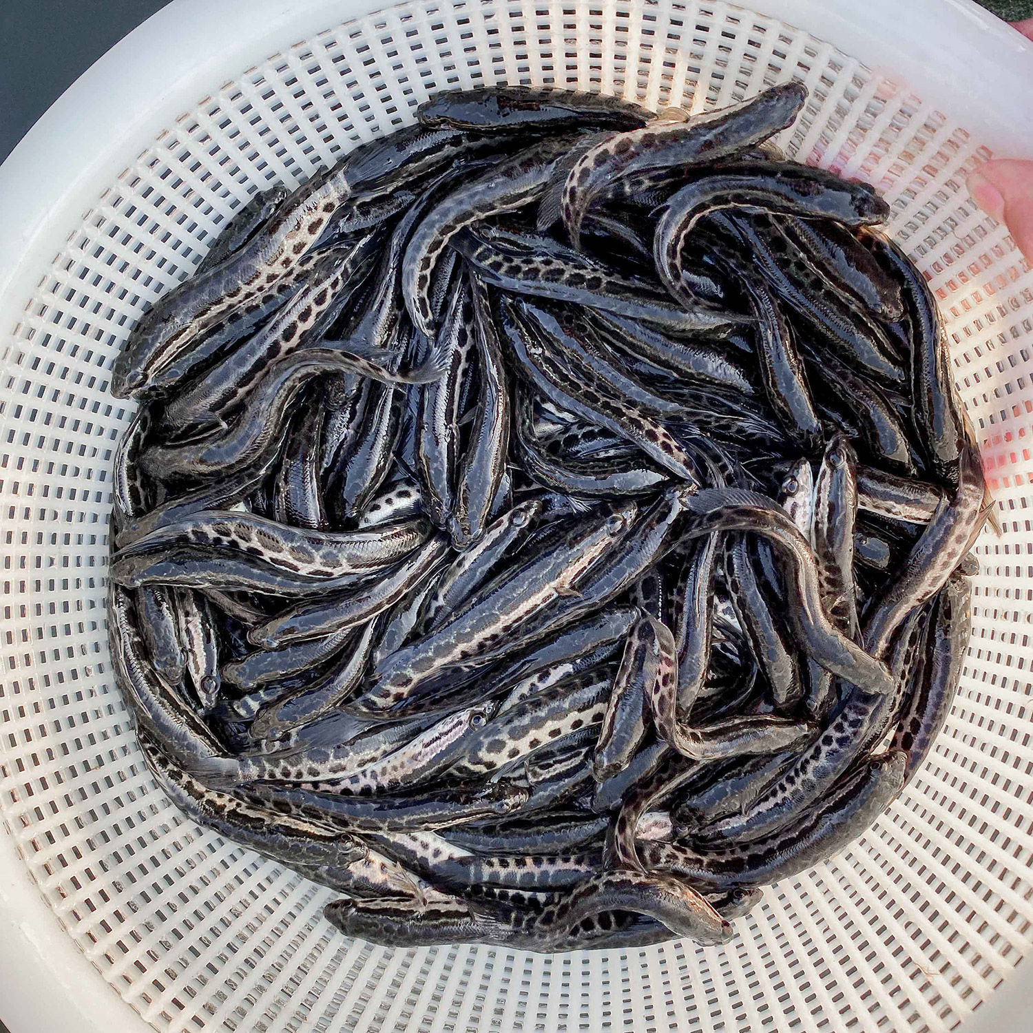 黑鱼苗生鱼财鱼乌鱼乌鳢鱼苗草鱼苗鱼塘养殖观赏鱼大型淡水鱼包活