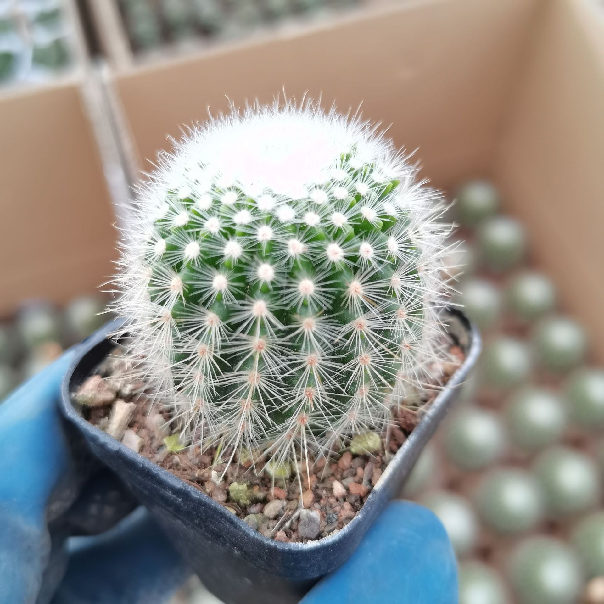 【基地直发】白芙蓉红芙蓉7-8cm仙人球批发 多肉植物批发