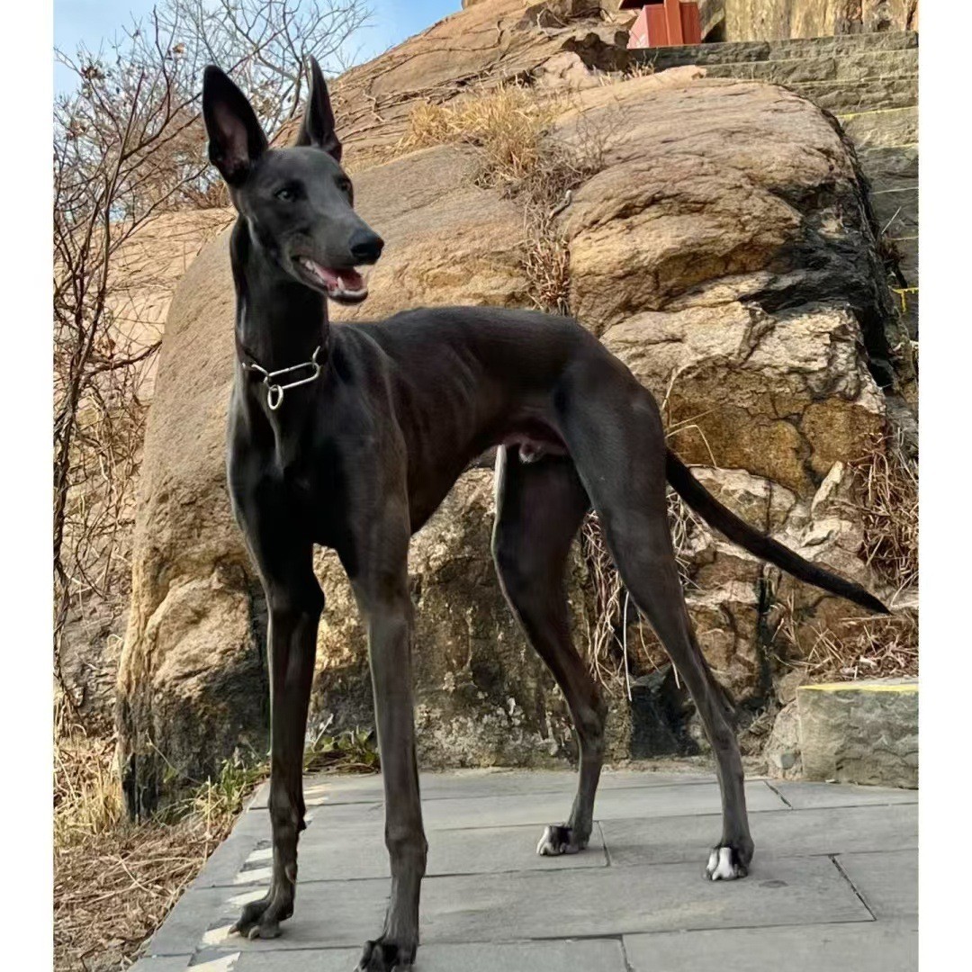 纯种惠比特犬幼犬活体出售格力犬幼犬猎兔犬意大利小灵缇犬全活狗
