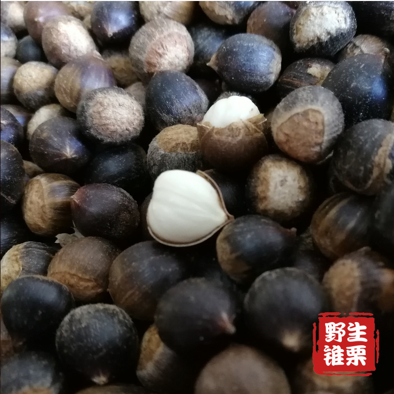 野生小锥栗米锥子板栗勾圆子新鲜毛栗子刺锥带壳板栗山货坚果包邮