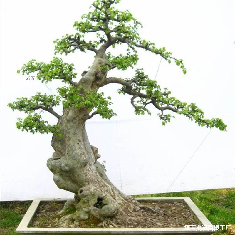 老匠花园 榆树盆景小叶红芽画皮榆钱树绿植植物盆栽摇钱树