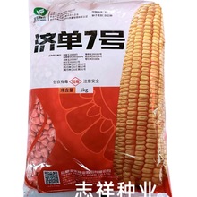 丰乐种业国审济单7号玉米种子苞谷米红轴南北方种植原装正品