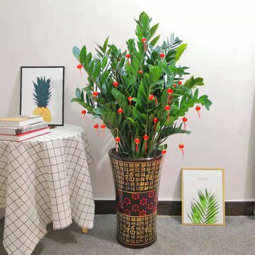 金钱树大棵盆栽公司大型绿植乔迁开业送礼钱串子办公室吸甲醛植物