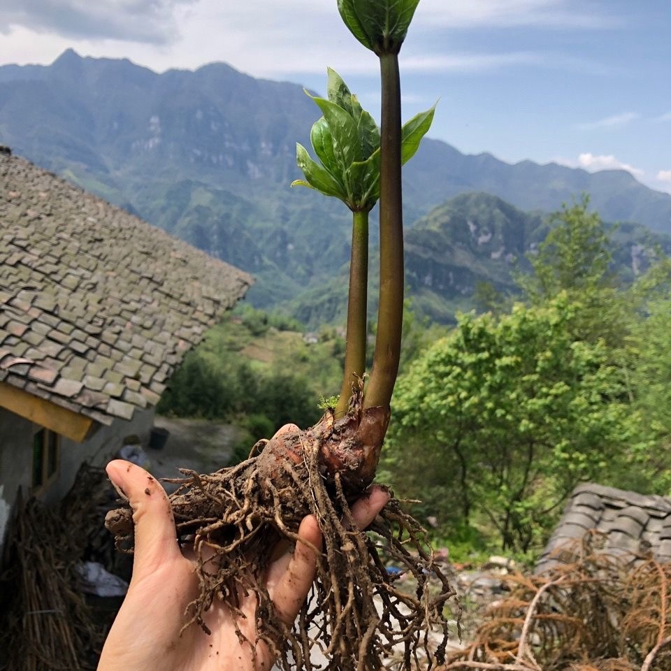 重楼苗多芽七叶一枝花中药苗滇种苗云南小高杆名贵植物跨境代