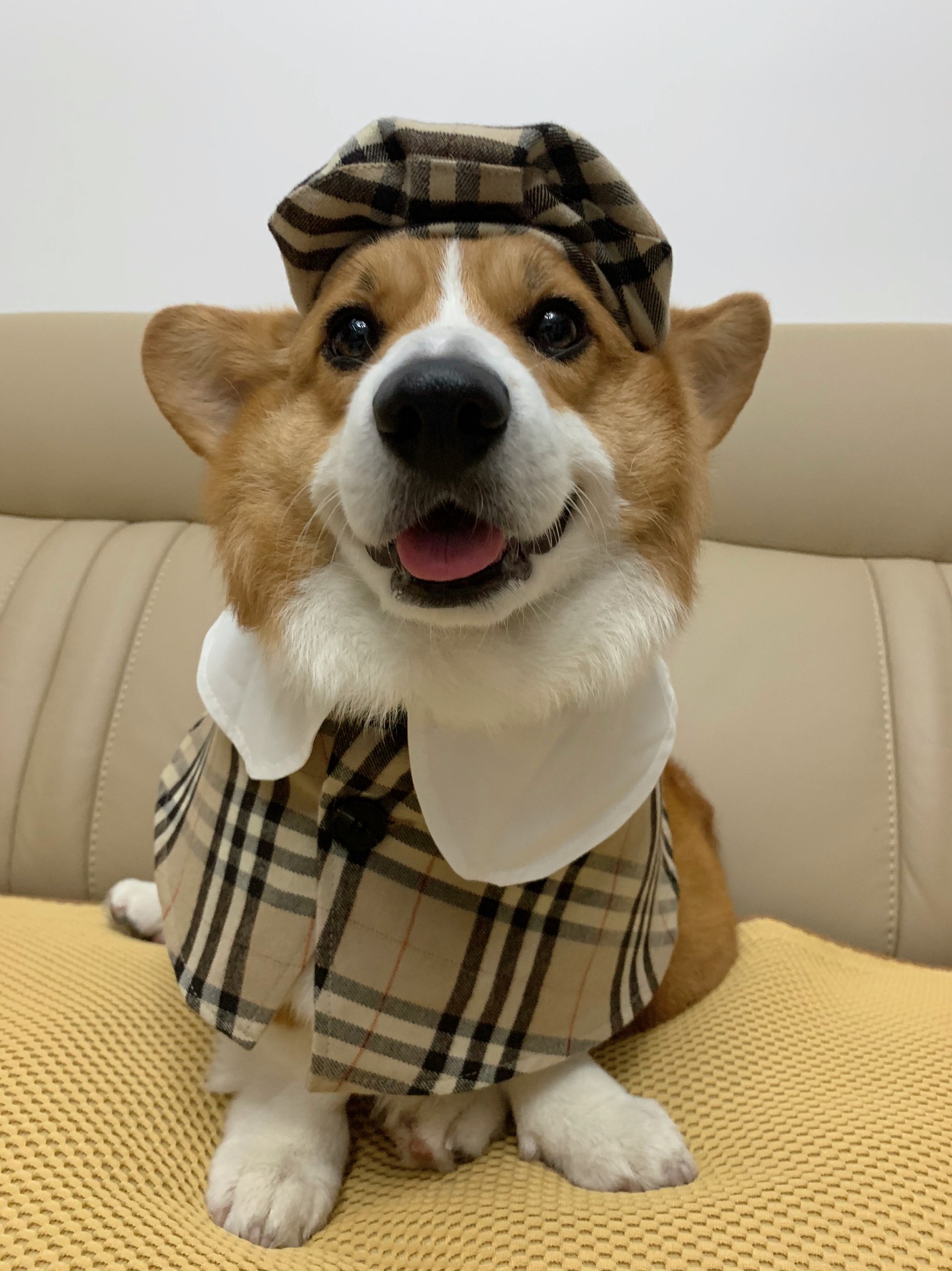 【】宠物英伦风斗篷帽子套装帅狗的衣服 !