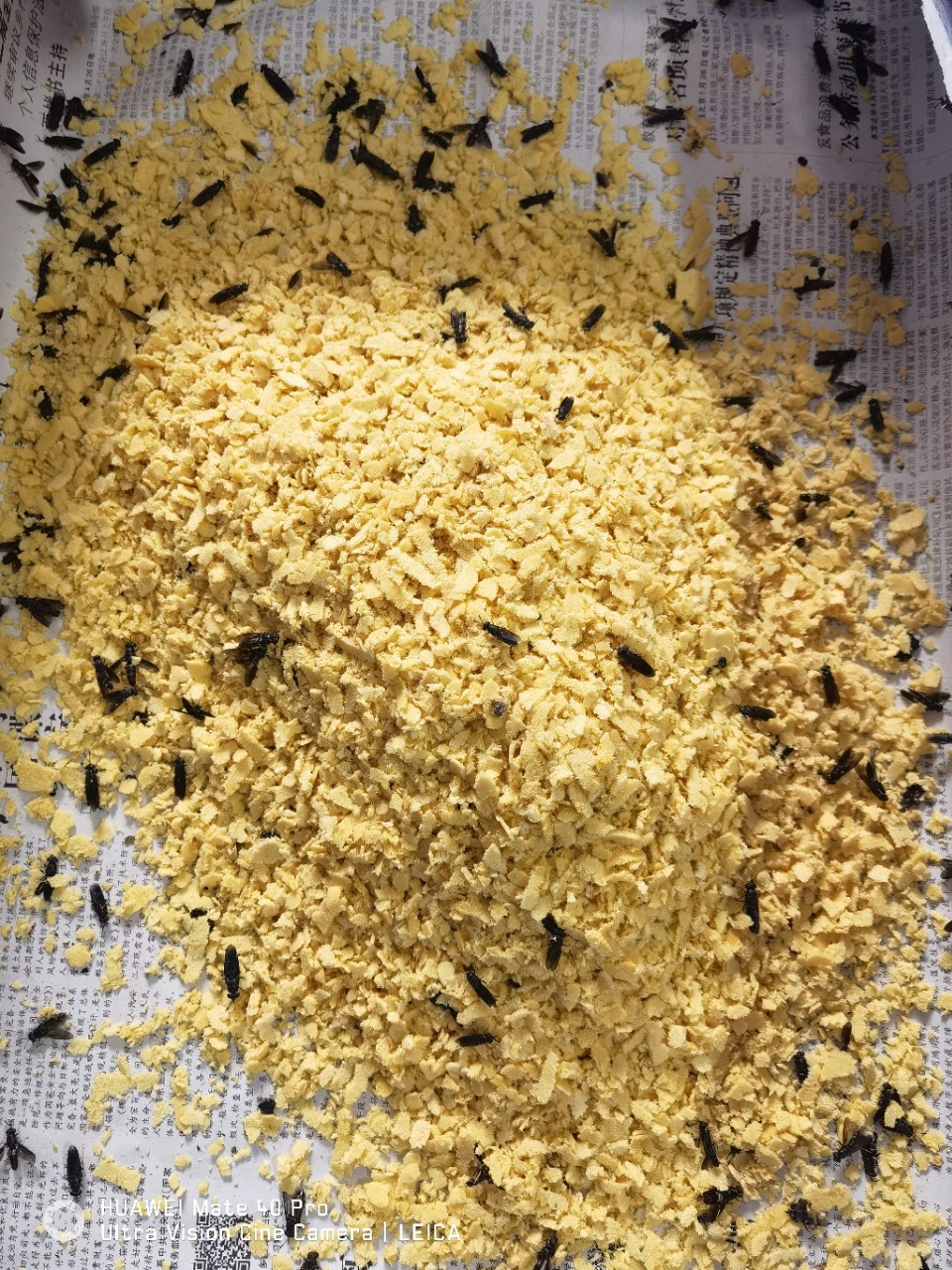 【剂蝇蛆】-剂蝇蛆厂家,品牌,图片,热帖-阿里巴巴