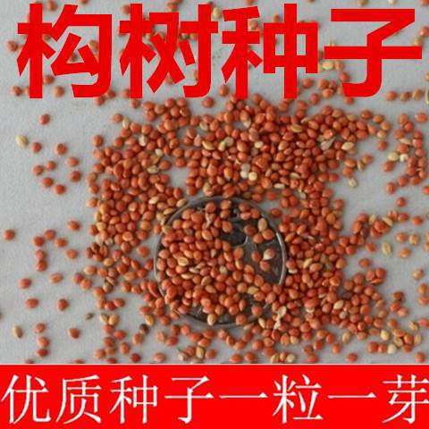 新采构树种子 杂交构树种子 诸树种子假杨梅种子包邮免运费-阿里巴巴